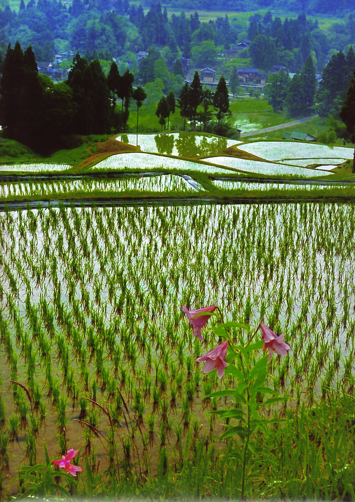 北五百川の棚田