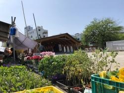 植物の写真
