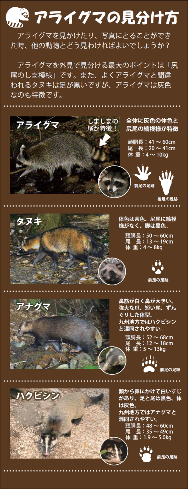 アライグマの見分け方