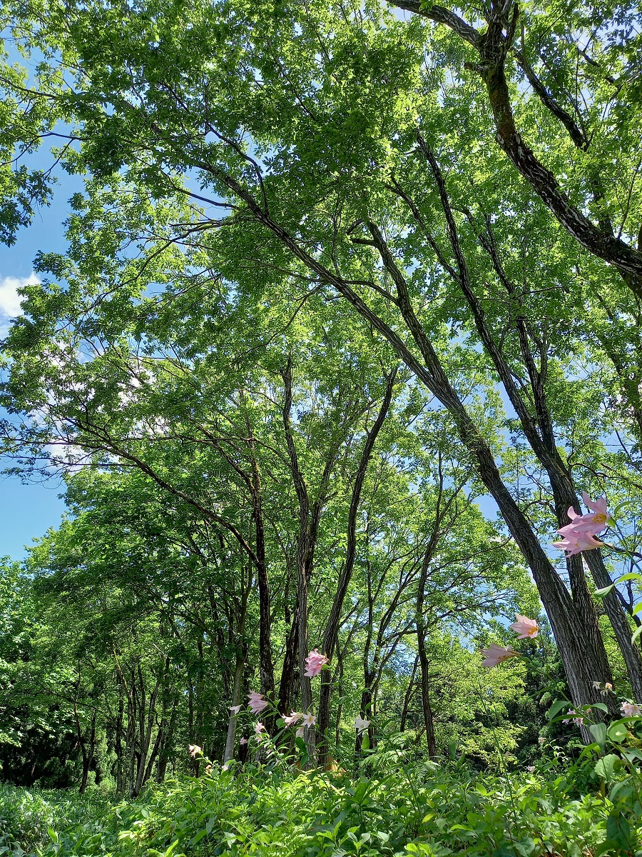 ひめさゆり