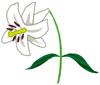 百合の花