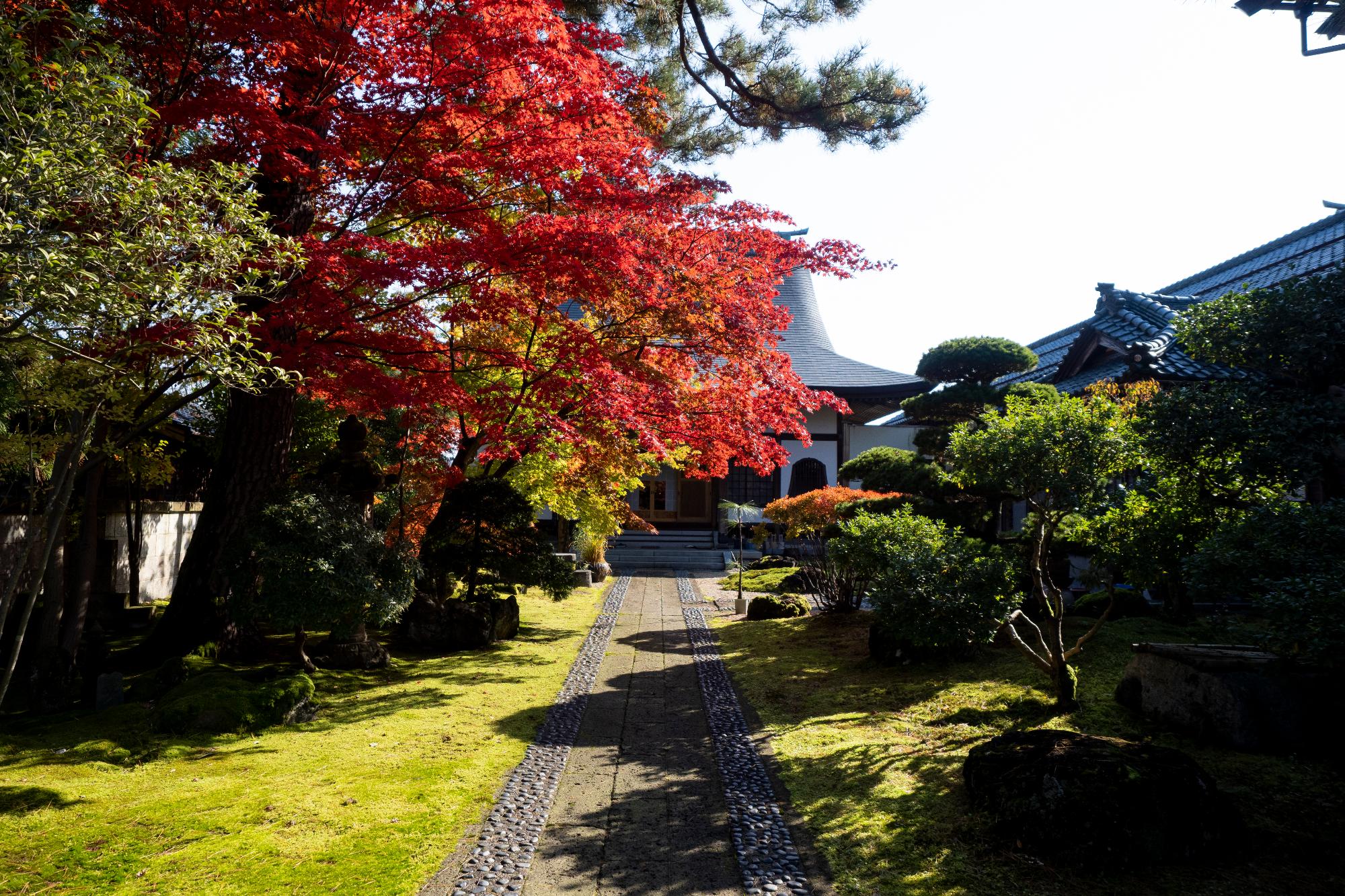 紅葉
