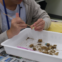 地学教室発掘した化石を整理