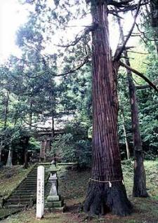 三条市指定天然記念物「如法寺八幡社の大杉」