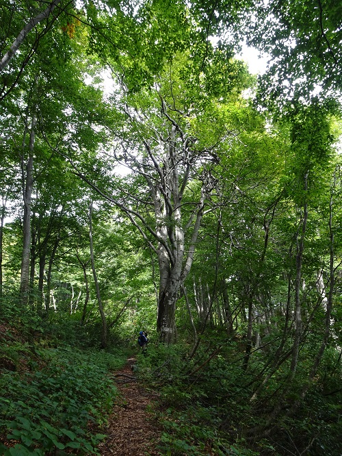 歴史の道八十里越 ブナ坂