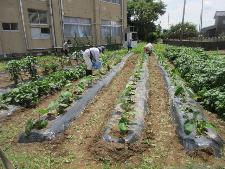 野菜作りを楽しむ教室の様子