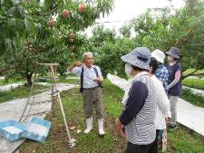 桃畑で説明を受けています。