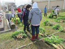 大根の収穫作業