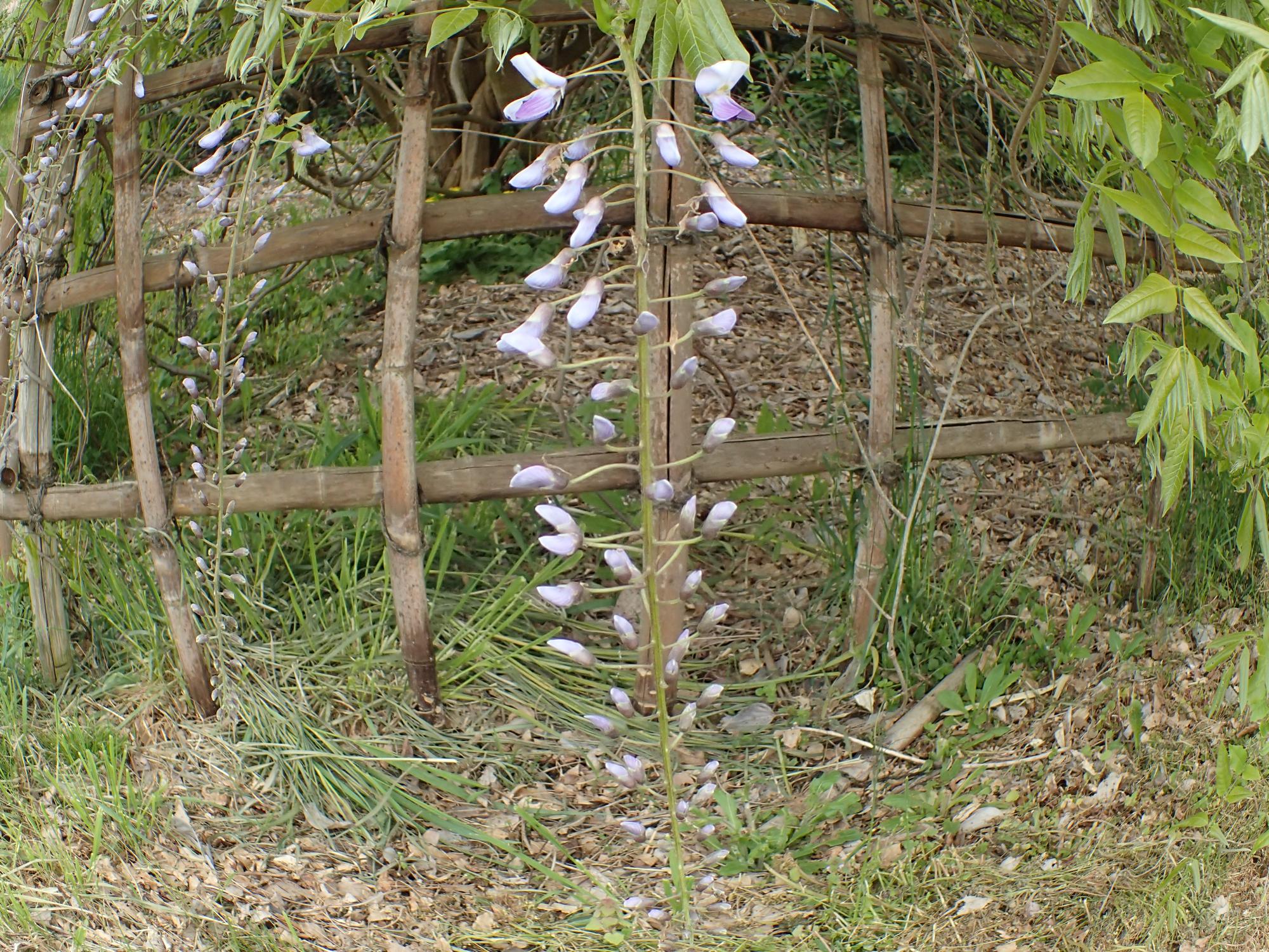 花房の様子20260423-2