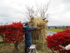 駐車場の植込みの中に高さ2mのわらアートの丑の顔を作る男性1人