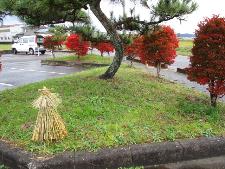 植込みの中に藁ボッチ1個