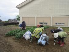 野菜作りを楽しむ教室の野菜