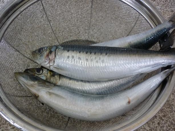 魚の食育講座 三条市