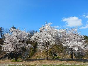 ど根性桜