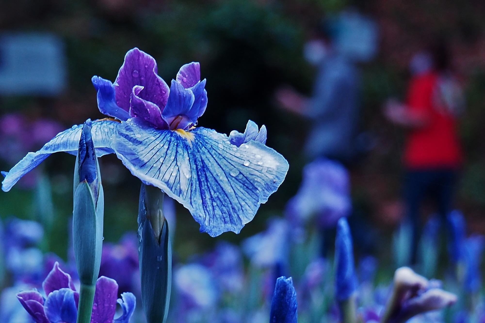 花菖蒲