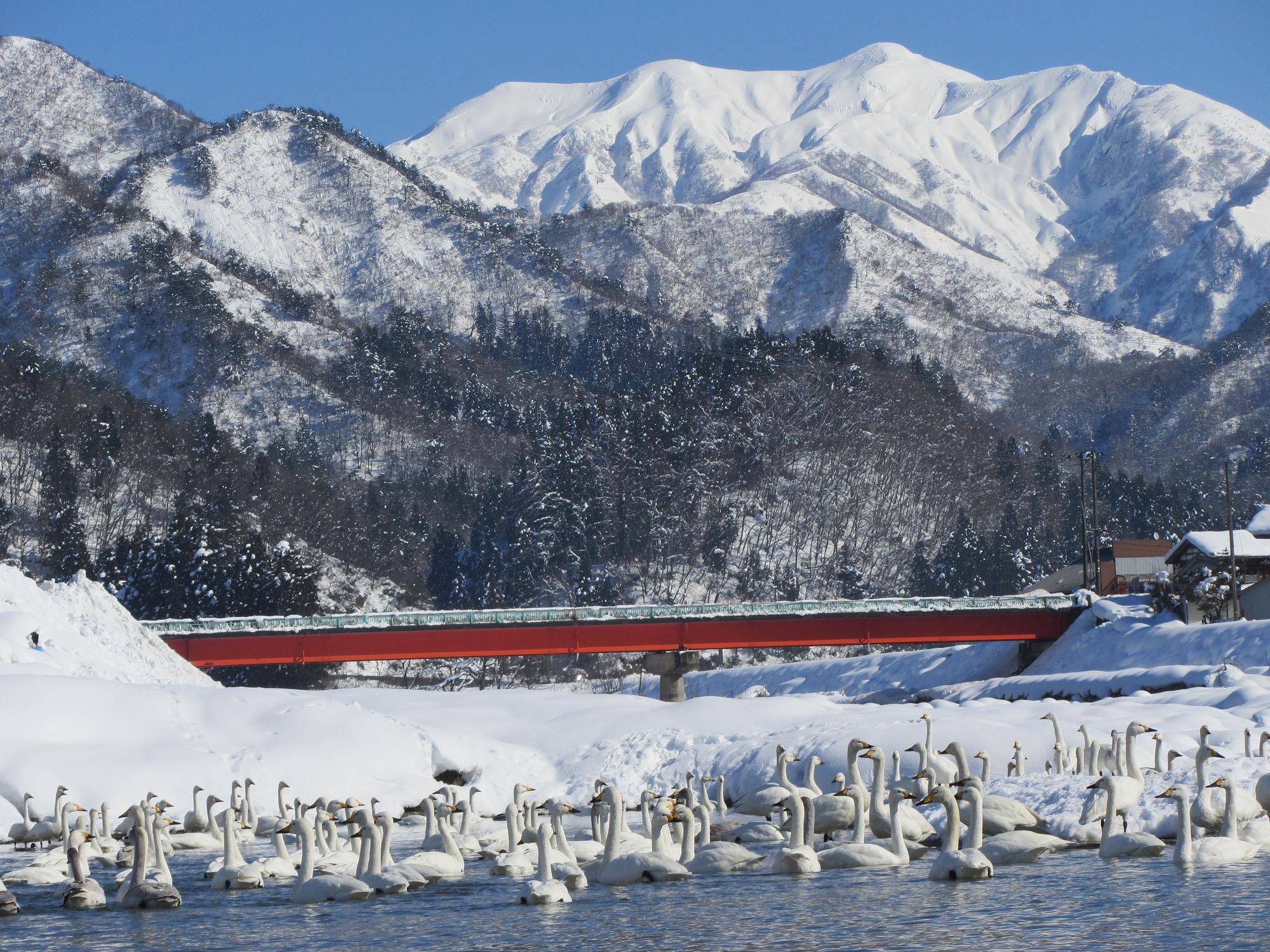 五十嵐川の白鳥