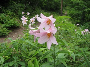 花・紅葉