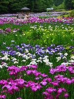 花菖蒲フォトコンテスト 三条市