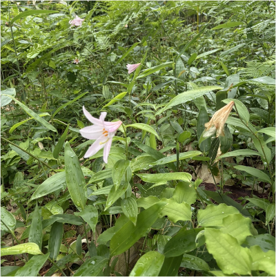 ヒメサユリ（令和8年5月24日撮影）