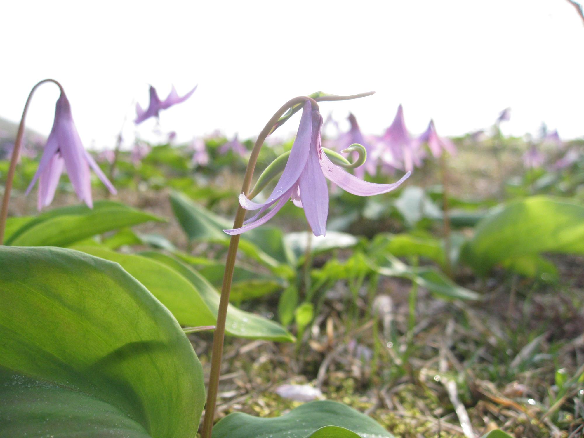 カタクリの花