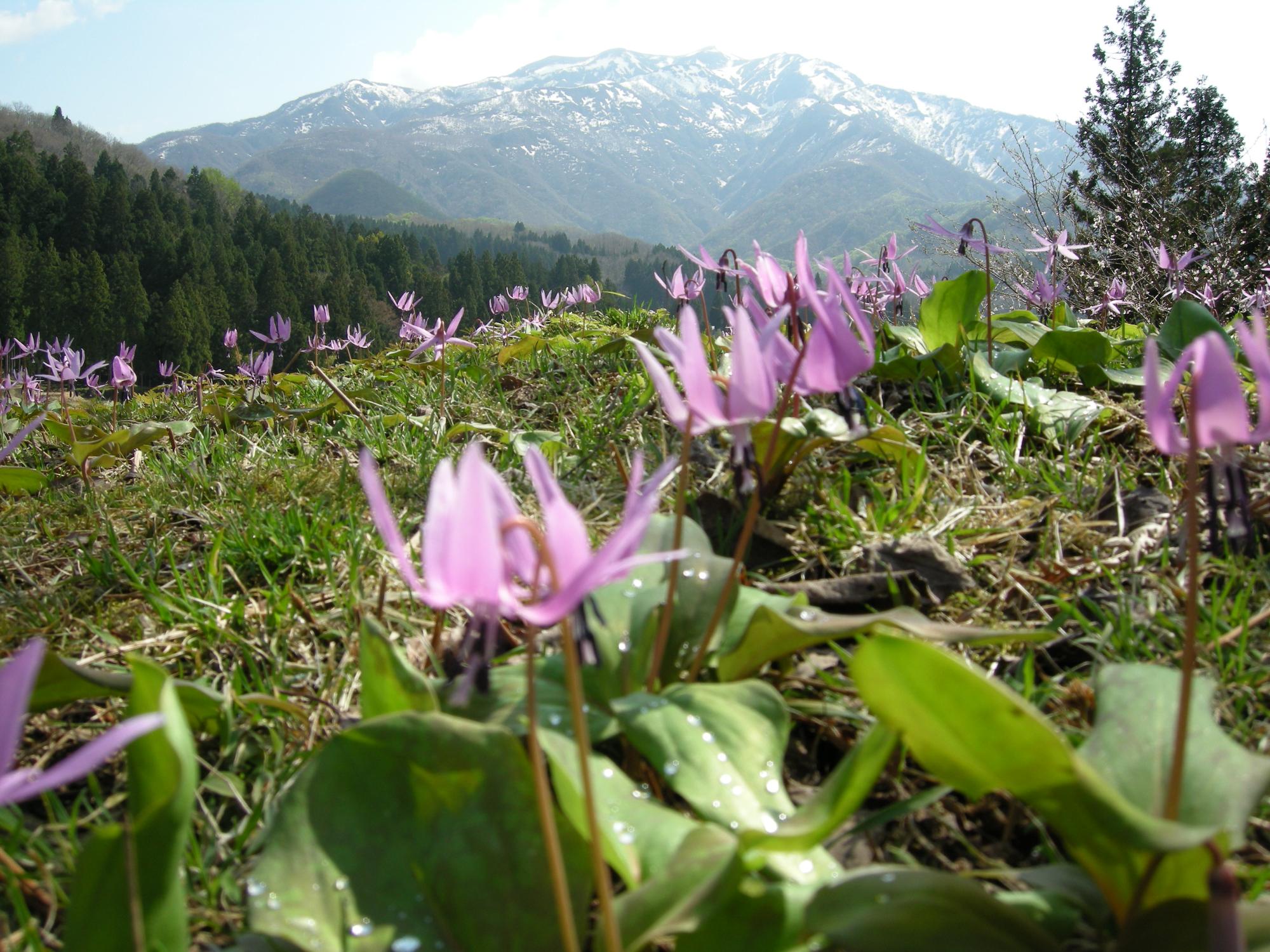 カタクリの花
