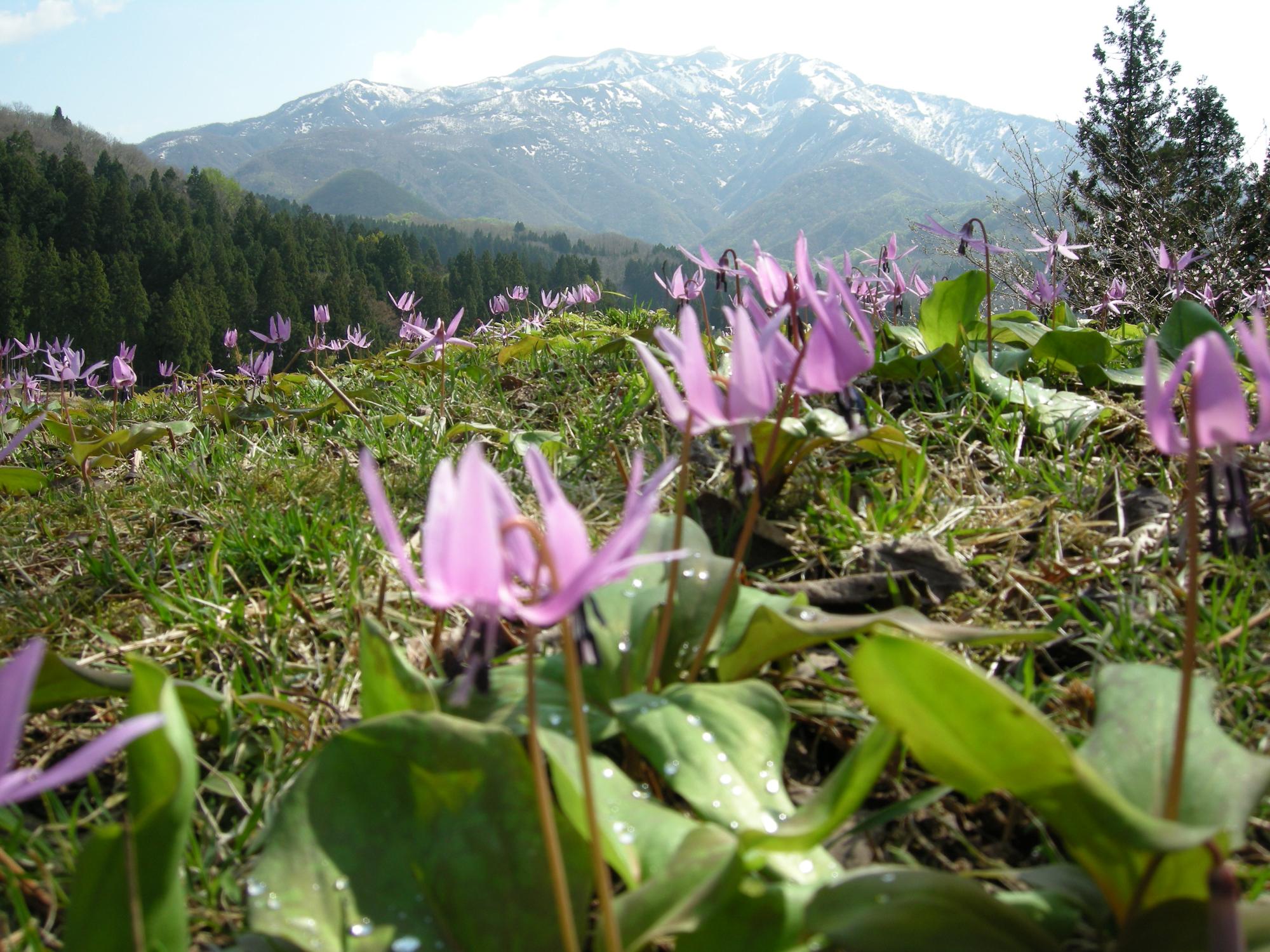 カタクリの花