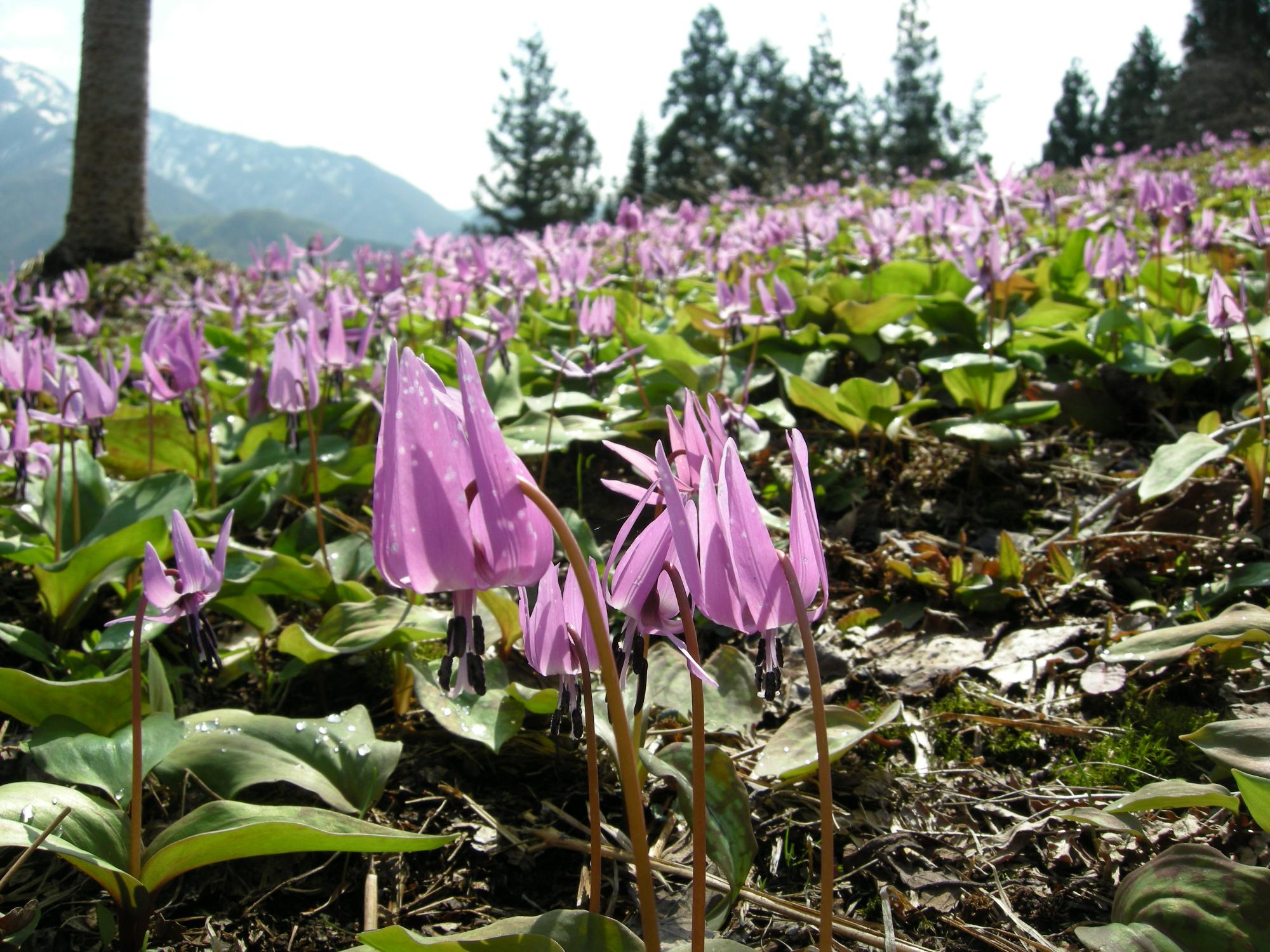 カタクリの花