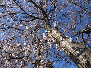 桜