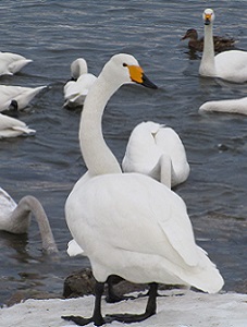 白鳥飛来状況／三条市
