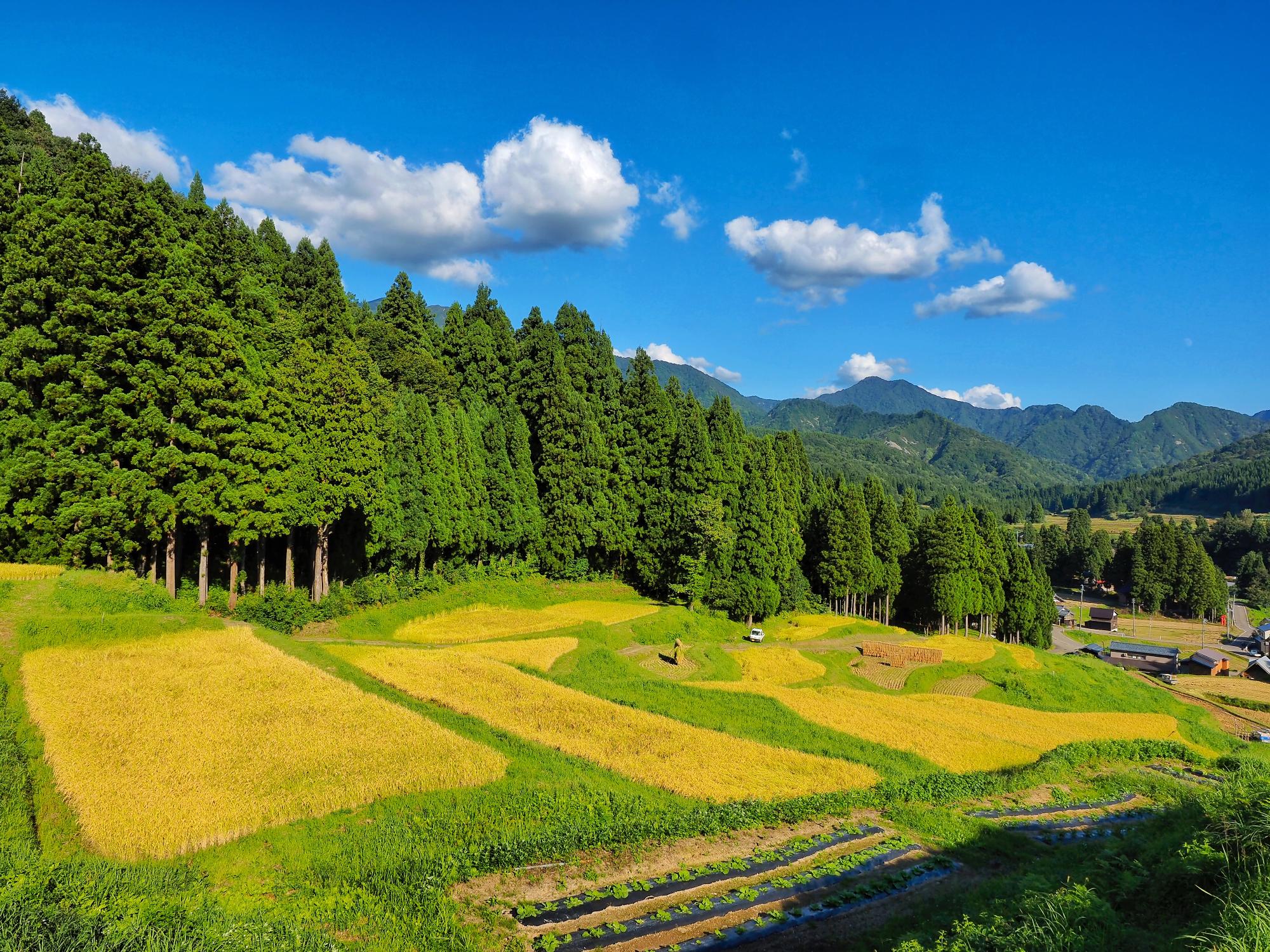 北五百川の棚田