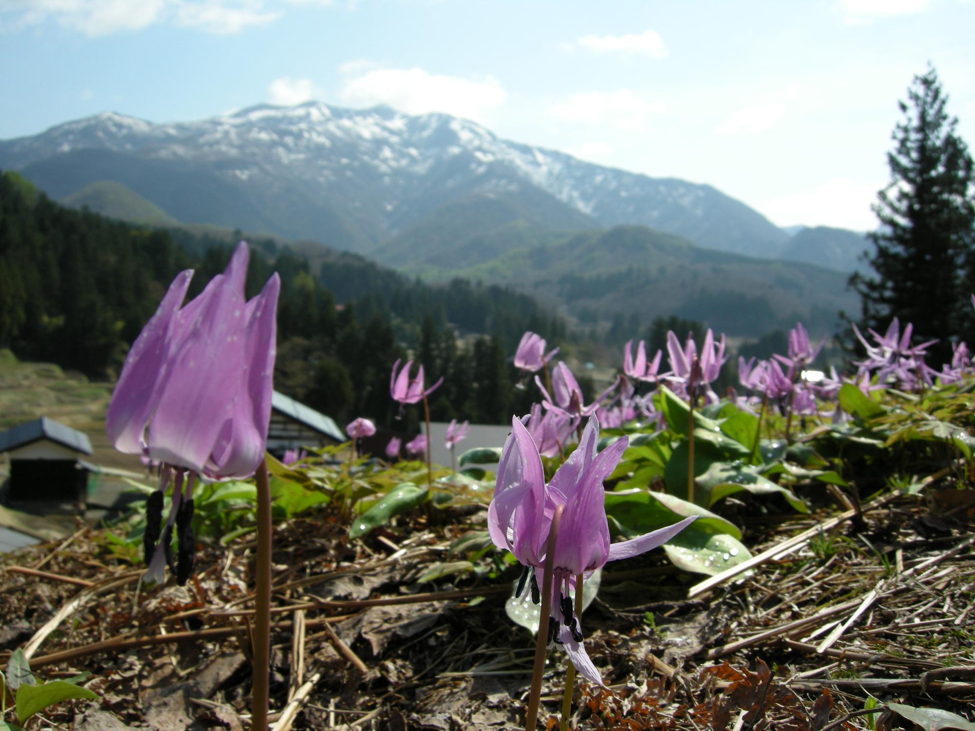 カタクリの花