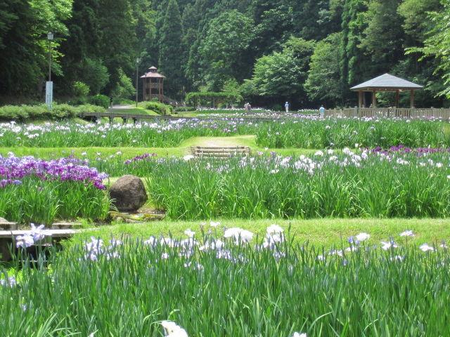 花菖蒲園の写真