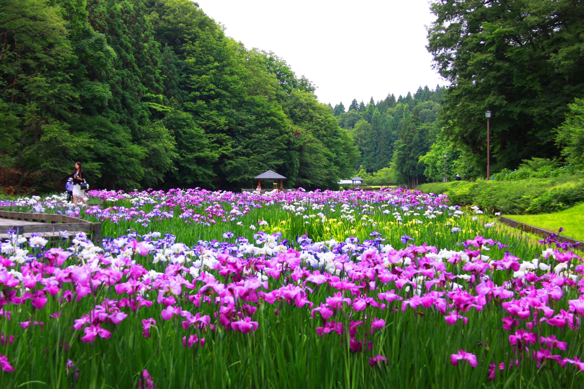 しらさぎ森林公園花菖蒲