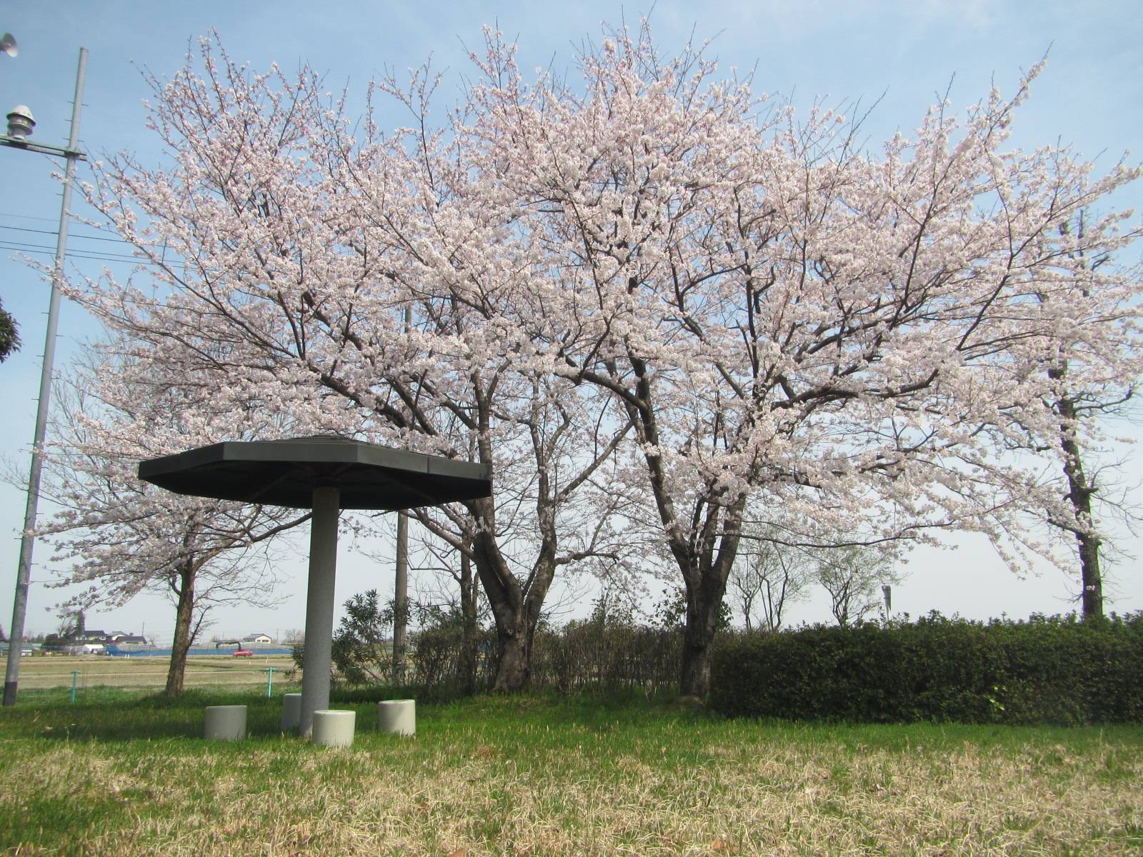 輪中の里(4月)