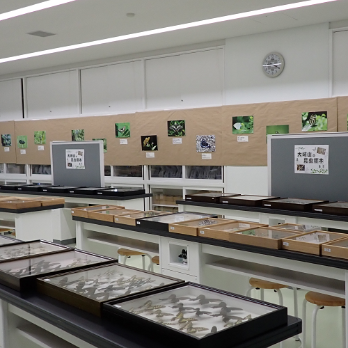 イベント昆虫標本展画像